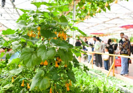 (miniature) Des gens visitent la 25e Exposition internationale sur les sciences et technologies des légumes à Shouguang