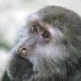 Macaque du Tibet