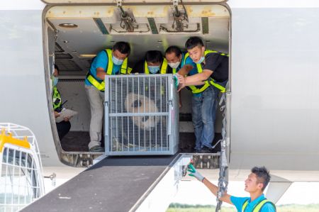 (miniature) Des employés débarquent un panda géant d'un avion à l'aéroport international Taizhou de Yangzhou