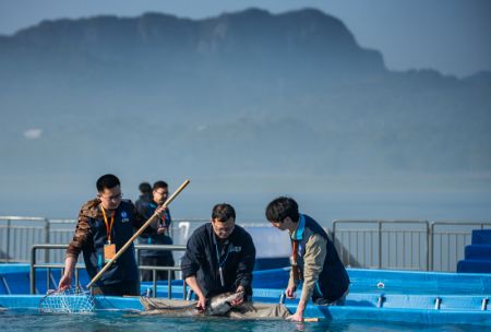 (miniature) Des membres du personnel se préparent à relâcher des esturgeons chinois dans le fleuve Yangtsé