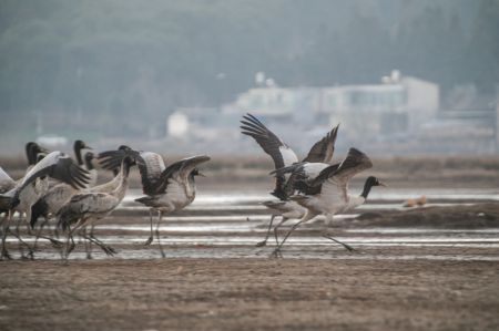 (miniature) Des grues à cou noir et d'autres oiseaux migrants dans la Réserve naturelle nationale de Caohai dans le district autonome Yi