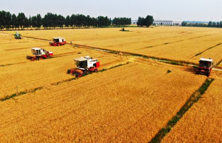(miniature) Photo aérienne prise le 12 juin 2020 montre des agriculteurs exploitant des faucheuses dans des champs de blé dans le village de Dafu
