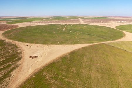 (miniature) Photo aérienne d'un champ de betteraves dans le désert de la province de Minya
