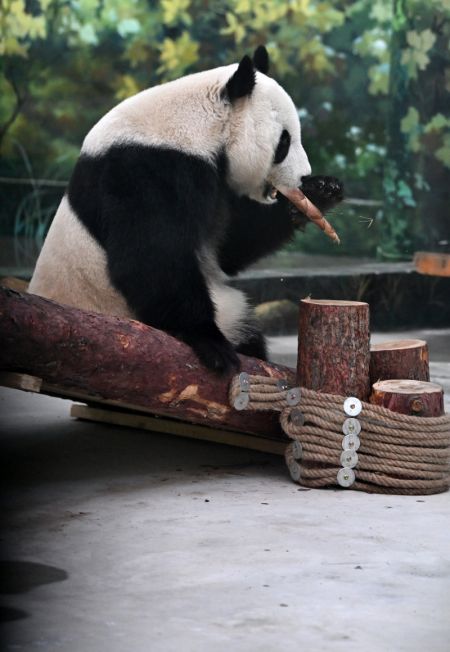 (miniature) Le panda géant Xi Le en train de manger des pousses du bambou dans le zoo de Tianjin