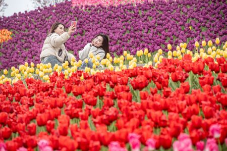 (miniature) Des touristes prennent des photos avec des tulipes en fleurs dans une zone touristique de Chongqing