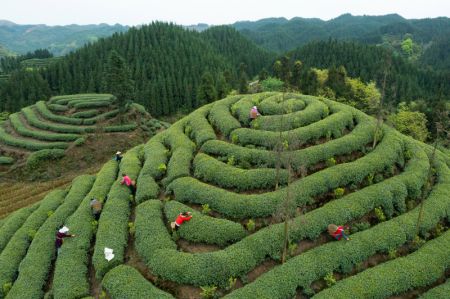 (miniature) Des agriculteurs travaillant en coopération avec Zhang Yuehua cueillent des feuilles de théier dans une plantation de l'arrondissement de Mingshan
