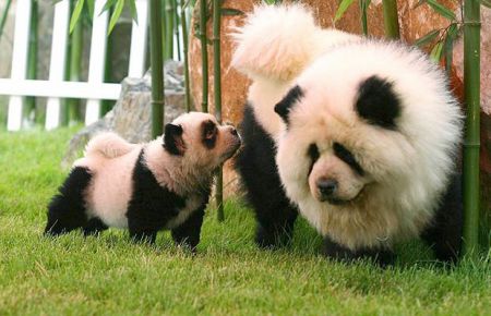 (miniature) chiens-pandas