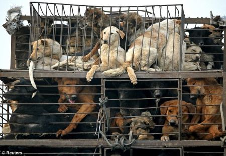 (miniature) 15 000 chiens abattus lors d'un festival gastronomique en Chine