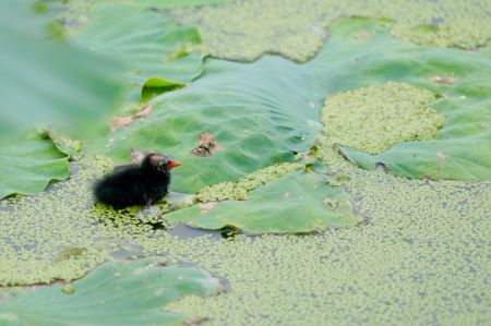 (miniature) Une jeune poule d'eau nage dans un étang à Xingtai