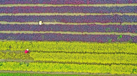 (miniature) Photo aérienne d'agriculteurs travaillant dans les champs à Meikeng