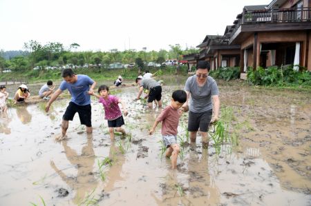 (miniature) Des visiteurs essaient de planter des plants de riz dans un lieu touristique de l'arrondissement de Jiangjin à Chongqing (sud-ouest de la Chine)