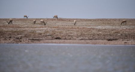 (miniature) Des antilopes tibétaines à Hoh Xil