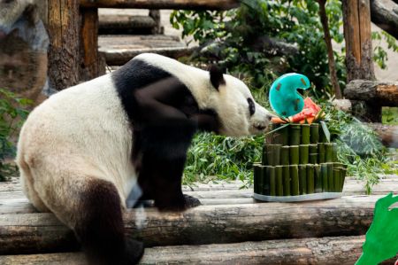 (miniature) Le panda géant Ru Yi déguste son repas d'anniversaire au zoo de Moscou