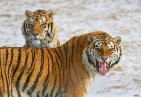(miniature) Deux tigres de Sibérie dans le parc des tigres de Sibérie de Guanpo