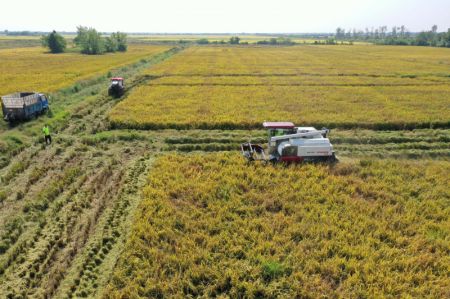 (miniature) Photo aérienne prise le 4 octobre 2021 montrant des agriculteurs récoltant du riz dans dans le bourg de Jiangxiang à Nanchang