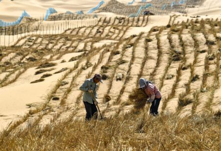(miniature) Des ouvriers plantent de la végétation pour contenir les dunes en mouvement le long de la section Qingtongxia-Zhongwei de l'autoroute reliant Wuhai à Maqin