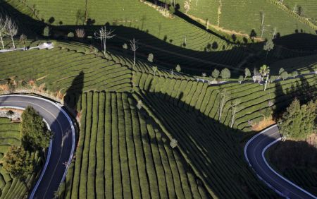 (miniature) Une plantation de thé du bourg de Zouma