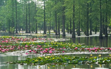 (miniature) Des fleurs de lotus dans la zone humide du lac Chishan à Nanjing