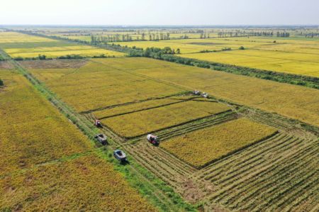 (miniature) Photo aérienne prise le 4 octobre 2021 montrant des agriculteurs récoltant du riz dans dans le bourg de Jiangxiang à Nanchang