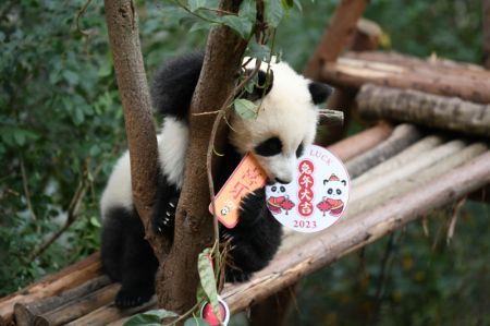 (miniature) Photo d'un bébé panda géant à la Base de recherche sur la reproduction des pandas géants de Chengdu
