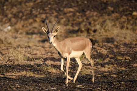 (miniature) Une gazelle à goitre dans la réserve naturelle de Kalamayli