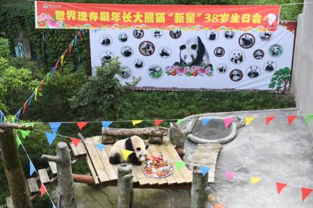 (miniature) Le panda géant Xinxing mange son gâteau d'anniversaire spécial au zoo de Chongqing