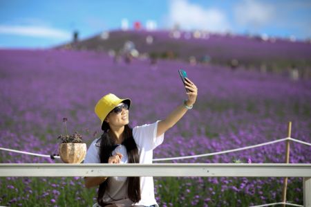 (miniature) Une touriste pose pour un selfie dans un champ de verveine dans le bourg de Gaopo à Guiyang