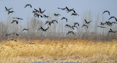 (miniature) Des oiseaux migrateurs dans la réserve naturelle de la zone humide de Qilihai