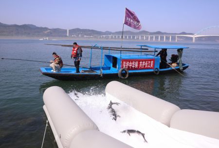 (miniature) Des esturgeons chinois sont relâchés dans le fleuve Yangtsé