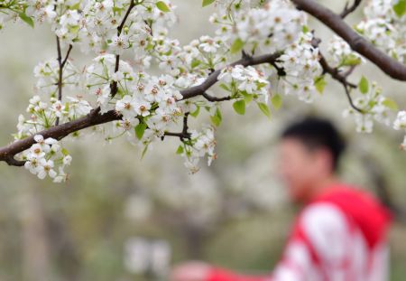 (miniature) Un touriste se promène parmi les poiriers en fleurs pendant le festival de la floraison des poiriers dans la ville de Qian'an