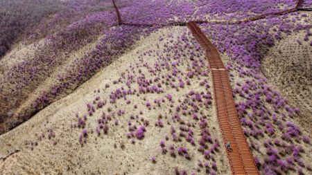 (miniature) Photo aérienne prise le 27 avril 2022 montrant le paysage des fleurs d'azalée dans la ville de Zhalantun