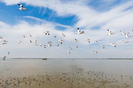 (miniature) Des oiseaux survolant la zone humide du lac Chenhu