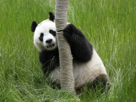 (miniature) Le panda géant Hai Hai joue au parc de pandas de Jiuzhaigou dans la province chinoise du Sichuan (sud-ouest)