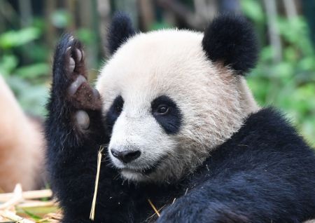 (miniature) Le panda géant Tingzai lève la patte vers des éleveurs après qu'un autre panda a dérobé son bambou dans le parc safari de Chimelong