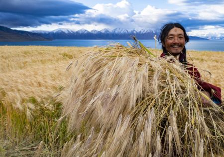(miniature) Un villageois récolte de l'orge du Tibet dans le bourg d'Ombu du district de Nyima