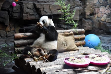 (miniature) Le panda géant Erxi mange du bambou dans une salle climatisée au zoo Jinan Wildlife World