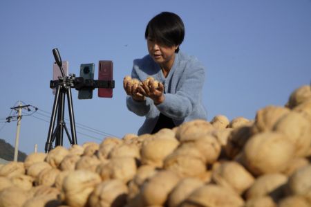 (miniature) Une femme vend des noix par retransmission en direct dans une coopérative du bourg de Dongjiuzhai à Zunhua