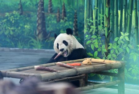 (miniature) Le panda géant Ge Ge en train de manger des pousses du bambou dans le zoo de Tianjin
