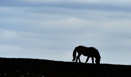 (miniature) Un cheval de Przewalski dans la réserve naturelle de Kalamayli