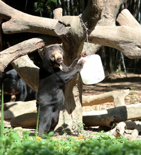 (miniature) Un ours noir joue avecde la glace dans le Parc safari Chimelong à Guangzhou