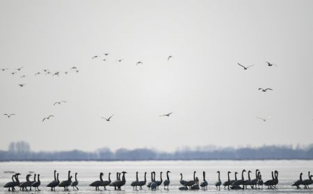(miniature) Des oiseaux migrateurs dans le réservoir de Hailiu
