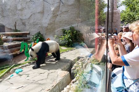 (miniature) Le panda géant Ru Yi est admiré par des visiteurs au zoo de Moscou