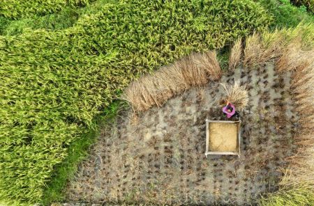 (miniature) Un villageois récolte du riz dans le village de Dianzhai du district de Kaiyang