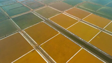 (miniature) Photo aérienne prise le 31 octobre 2023 montrant des marais salants dans la ville de Yingkou