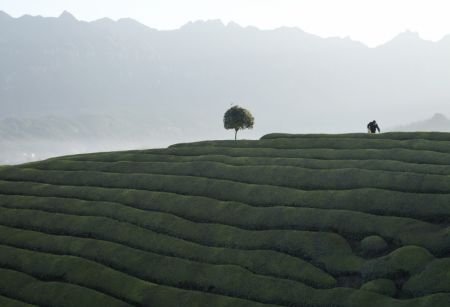 (miniature) Une agricultrice cueille des feuilles de thé dans une plantation du bourg de Zouma du district de Hefeng