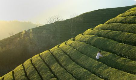 (miniature) Une agricultrice cueille des feuilles de thé dans une plantation du bourg de Zouma du district de Hefeng