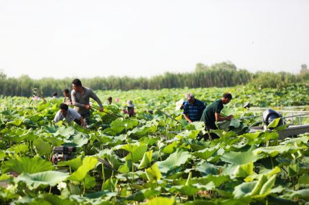 (miniature) Des villageois cueillent des feuilles de lotus dans le lac Hongze