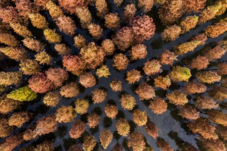 (miniature) Vue aérienne d'une forêt de séquoias à l'aube dans la zone touristique des terres humides du lac Hongze dans le district de Sihong à Suqian