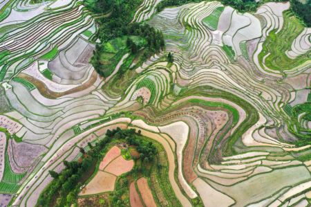 (miniature) Photo aérienne de champs en terrasse de Lali