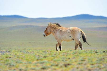 (miniature) Un cheval de Przewalski dans la réserve naturelle de Kalamayli